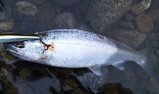 ǐ@TcL}X@ǃ}X@55@35cm