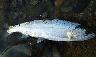 ǐ@TcL}X@ǃ}X@58@36cm