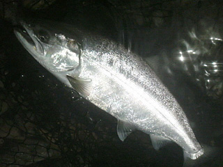 ǐ@TcL}X@ǃ}X@59@36cm