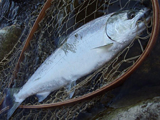 ǐ@TcL}X@ǃ}X@513@41cm