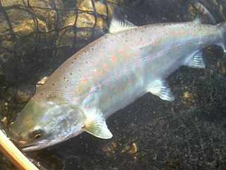 ǐ@TcL}X@ǃ}X@513@37cm