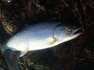 ǐ@TcL}X@ǃ}X@521@36cm