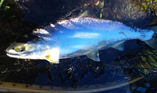 ǐ@TcL}X@ǃ}X@527@35cm