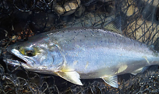 ǐ@TcL}X@ǃ}X@527@37cm