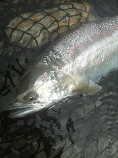 ǐ@TcL}X@ǃ}X@528@36cm