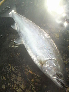 ǐ@TcL}X@ǃ}X@530@35cm