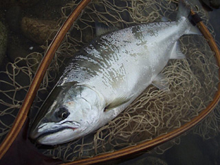 ǐ@TcL}X@ǃ}X@2011N56@39.5cm