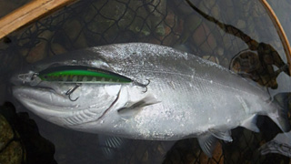 ǐ@TcL}X@ǃ}X@2011N57@40cm