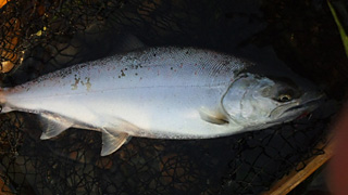 ǐ@TcL}X@ǃ}X@2011N514@42cm