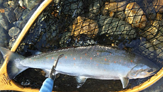 ǐ@TcL}X@ǃ}X@2011N514@43cm