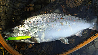 ǐ@TcL}X@ǃ}X@2011N514@44cm