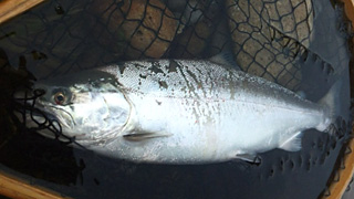 ǐ@TcL}X@ǃ}X@2011N517@40cm