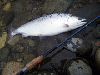 ǐ@TcL}X@ǃ}X@2011N517@41cm