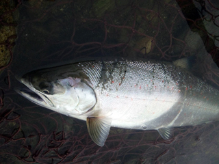 ǐ@TcL}X@ǃ}X@2011N517@41cm