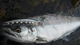 ǐ@TcL}X@ǃ}X@2011N517@41cm