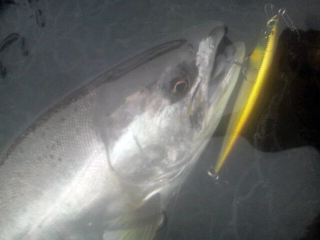 ǐ@TcL}X@ǃ}X@2011N517@41cm