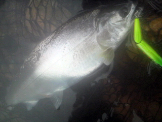 ǐ@TcL}X@ǃ}X@2011N517@41cm