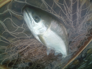 ǐ@TcL}X@ǃ}X@2011N517@41cm