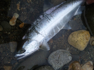 ǐ@TcL}X@ǃ}X@2011N517@41cm