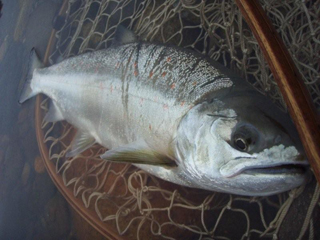 ǐ@TcL}X@ǃ}X@2011N517@41cm