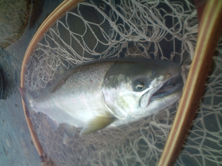 ǐ@TcL}X@ǃ}X@2011N517@41cm