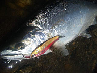 ǐ@TcL}X@ǃ}X@2012N55@40cm