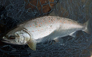 ǐ@TcL}X@ǃ}X@2012N56@36cm