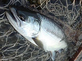 ǐ@TcL}X@ǃ}X@2012N59@36cm