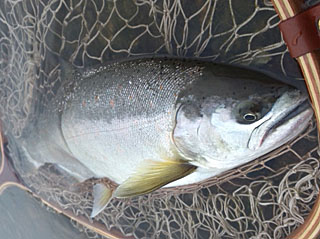 ǐ@TcL}X@ǃ}X@2012N59@48cm