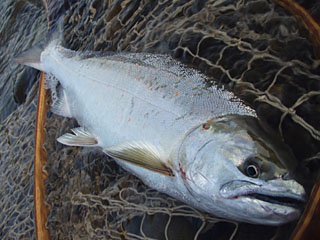 ǐ@TcL}X@ǃ}X@2012N512@40cm@1810