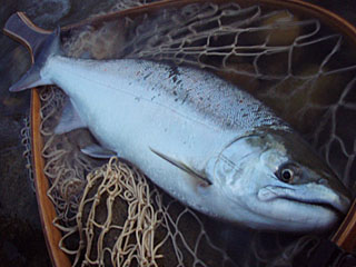 ǐ@TcL}X@ǃ}X@2012N512@40cm@1855