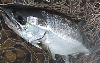 ǐ@TcL}X@ǃ}X@2012N517@37cm@1150