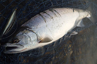 ǐ@TcL}X@ǃ}X@2012N517@37cm@1750