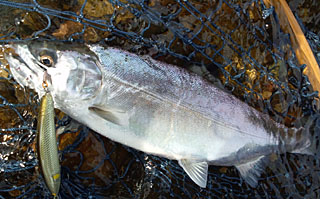 ǐ@TcL}X@ǃ}X@2012N520@35cm@854