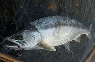 ǐ@TcL}X@ǃ}X@2012N521@38cm@1653