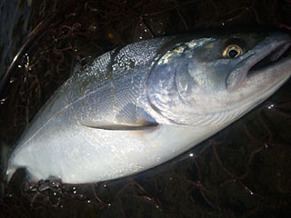 ǐ@TcL}X@ǃ}X@2012N521@40cm@1405