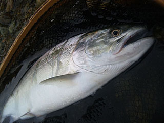 ǐ@TcL}X@ǃ}X@2012N523@38cm@1615