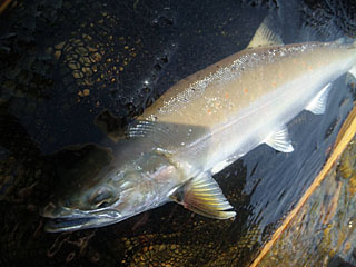 ǐ@TcL}X@ǃ}X@2012N527@36cm