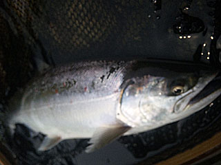 ǐ@TcL}X@ǃ}X@2012N530@36cm