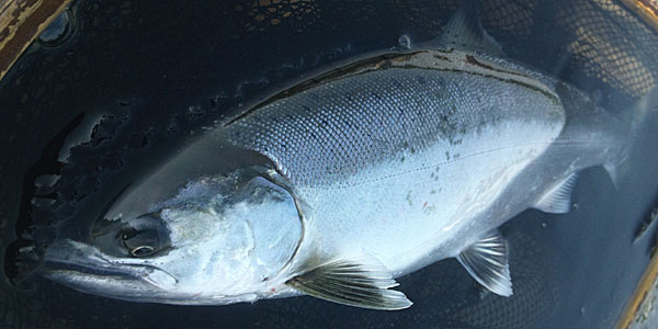 ǐ@TcL}X@iK}X@ǃ}X@2013N@މʁ@C[W