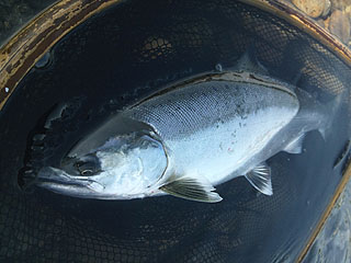 ǐ@TcL}X@ǃ}X@2013N428@36cm