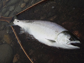 ǐ@TcL}X@ǃ}X@2013N511@40cm