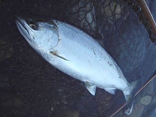 ǐ@TcL}X@ǃ}X@2013N512@36cm