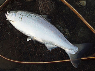 ǐ@TcL}X@ǃ}X@2013N512@39.5cm