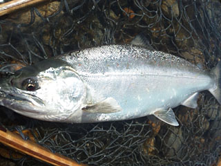 ǐ@TcL}X@ǃ}X@2013N513@40cm