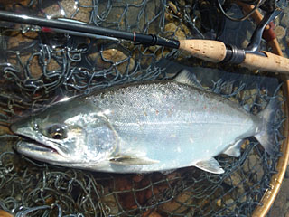 ǐ@TcL}X@ǃ}X@2013N513@41cm