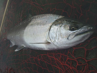 ǐ@TcL}X@ǃ}X@2013N518@39cm