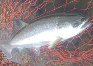 ǐ@TcL}X@ǃ}X@2013N526@35cm