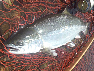 ǐ@TcL}X@ǃ}X@2013N55@40cm