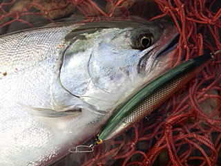 ǐ@TcL}X@2014N51@36cm